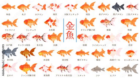 小金魚品種|金魚で人気の13種類｜体の丈夫さや大きさ、寿命は？ 